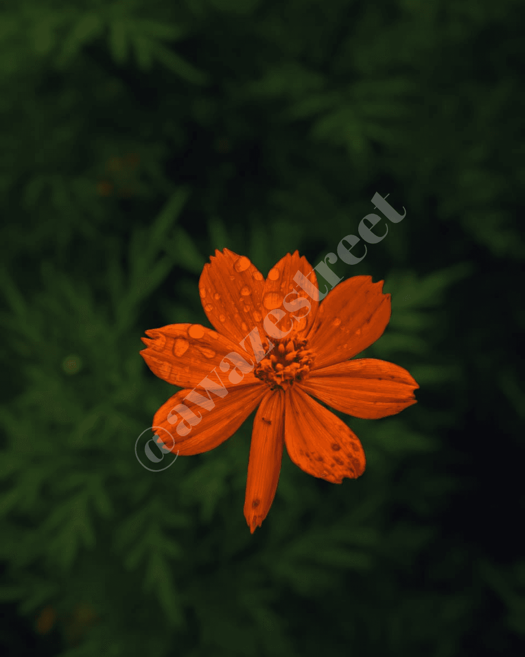 Rain on Petals